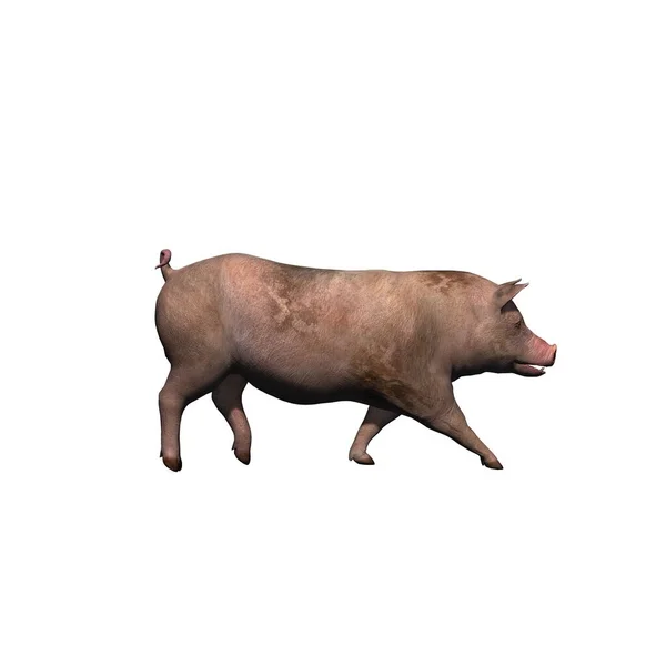 Farm Animals Pig Isolated White Background Illustration — Stock Photo, Image