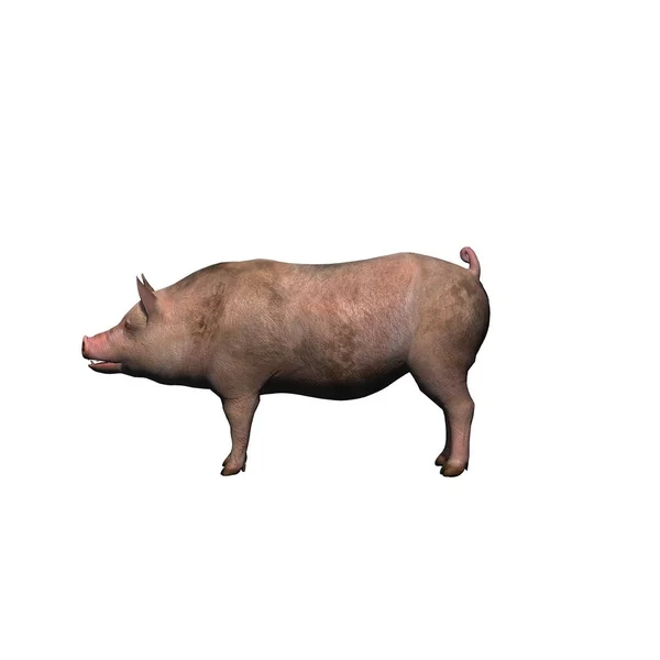 Farm Animals Pig Isolated White Background Illustration — Stock Photo, Image