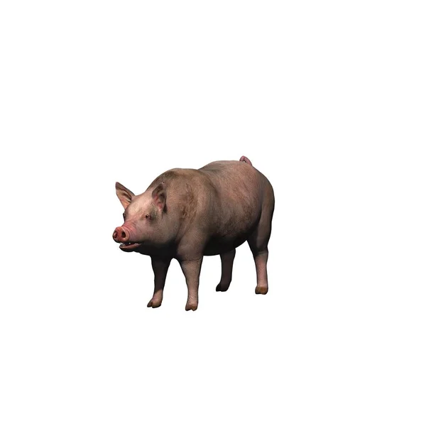 Farm Animals Pig Isolated White Background Illustration — Stock Photo, Image