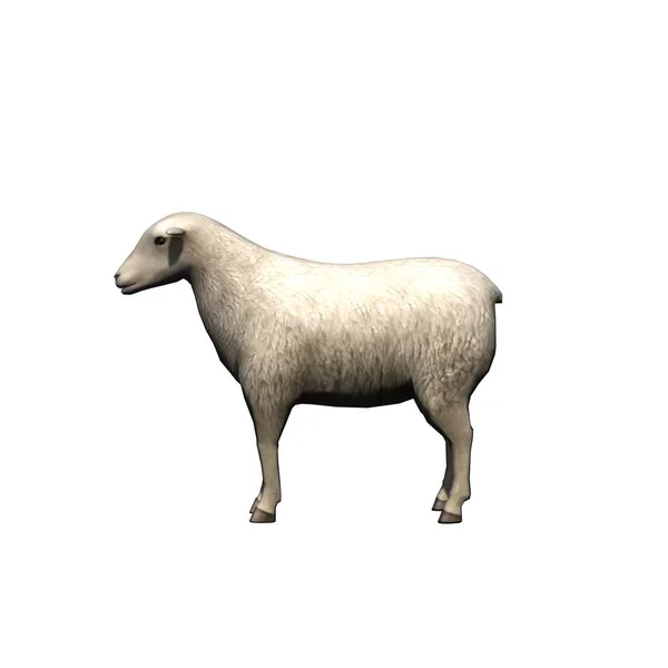 Zwierzęta Gospodarskie Owce Izolowane Białym Tle Ilustracja — Zdjęcie stockowe