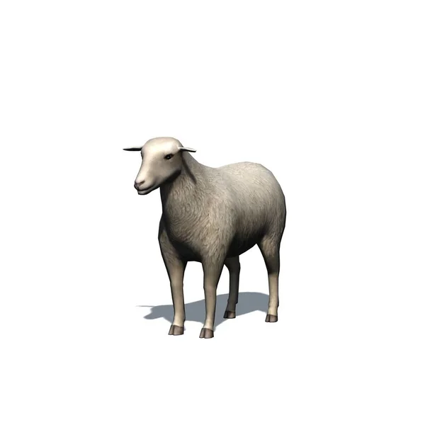 Nutztiere Schafe Mit Schatten Auf Dem Boden Isoliert Auf Weißem — Stockfoto
