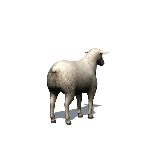 Farm Animals Sheep Shadow Floor Isolated White Background Illustration — Stock Photo, Image