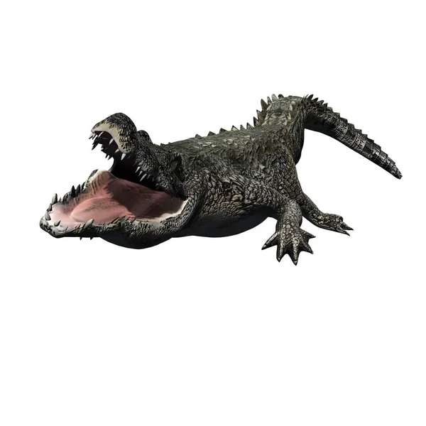 Vadon Élő Állatok Krokodil Elszigetelt Fehér Háttér Illusztráció — Stock Fotó