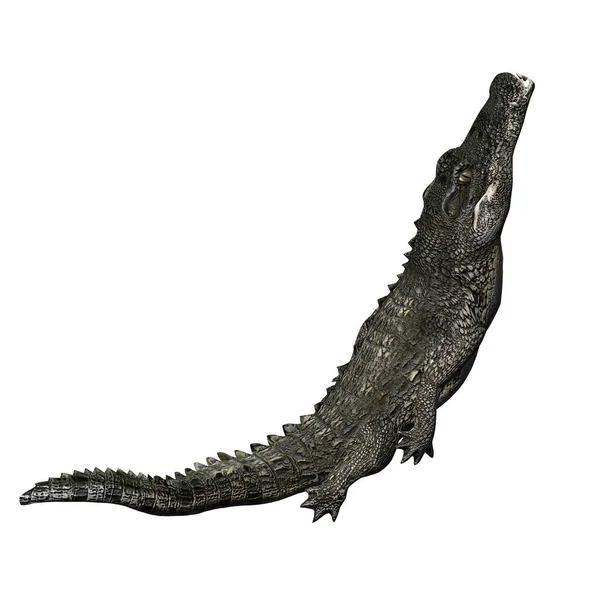Dzikie Zwierzęta Krokodyl Izolowane Białym Tle Ilustracja — Zdjęcie stockowe