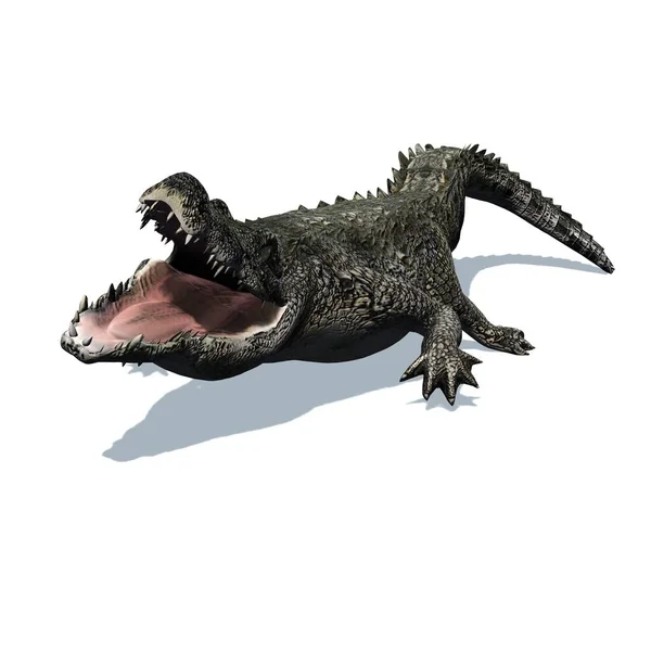 Animais Selvagens Crocodilo Com Sombra Chão Isolado Sobre Fundo Branco — Fotografia de Stock