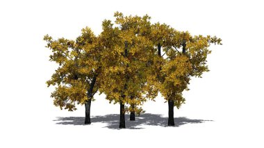 Sonbaharda bir grup Avrupalı Linden Ağacı - beyaz arka planda izole edilmiş - yerde gölgeli - 3D İllüstrasyon