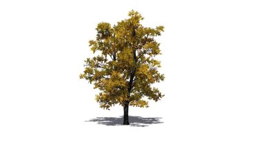 Avrupa ıhlamur ağacı sonbaharda, yerde gölgeler - beyaz arka planda izole - 3D İllüstrasyon