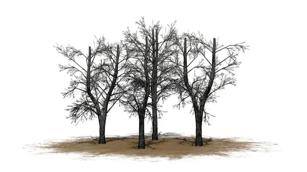 Группа Европейских Линден Деревья Зимой Песке Области Тенью Полу Изолированы — стоковое фото