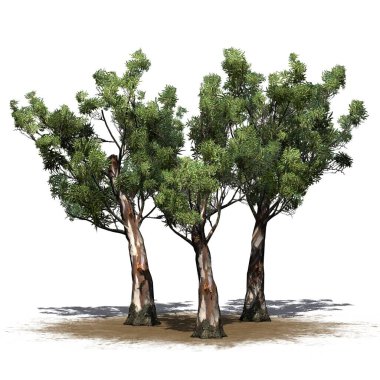 Kum bölgesindeki bir grup kırmızı sakız ağacı. Yerde gölgeler var. Beyaz arka planda izole edilmiş.