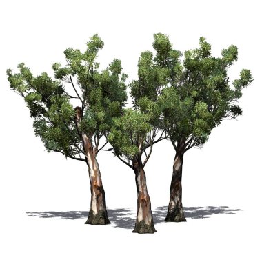 Yerde gölgesi olan bir grup kırmızı sakız ağacı - beyaz arka planda izole - 3D Görüntü