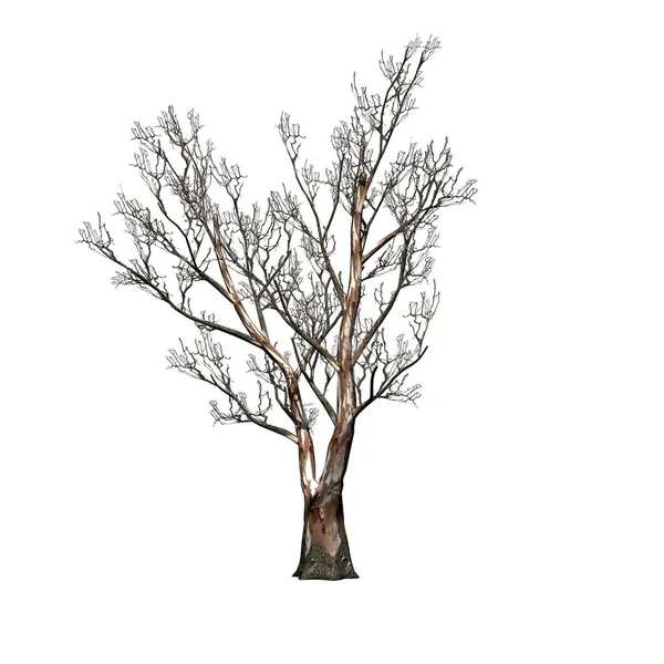 Red Gum tree in winter - isolated on white background - 3D Illustration