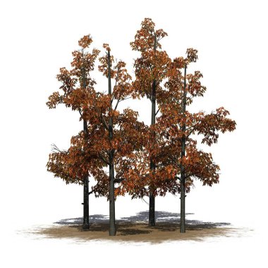 Sonbaharda bir grup Sourwood Ağacı kumsalda - beyaz arka planda izole - 3D İllüstrasyon