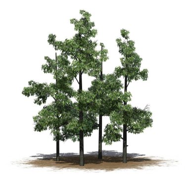 Bir grup Sourwood ağacı baharda kumların üzerinde - beyaz arka planda izole - 3D İllüstrasyon