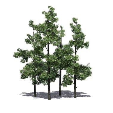 Baharda bir grup Sourwood Ağacı. Yerde gölgeler var. Beyaz arka planda izole edilmiş.