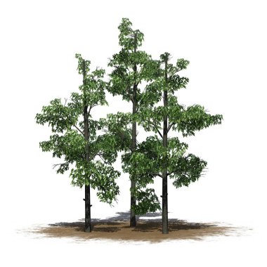 Kum üzerinde bir grup Sourwood Trees - beyaz arka planda izole - 3D Illustration