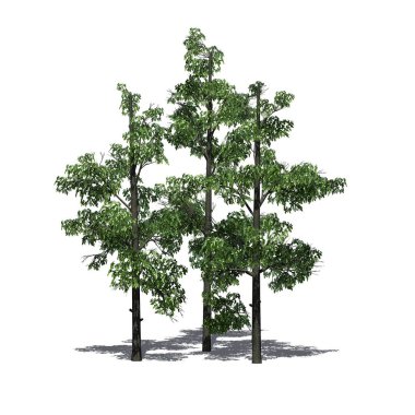 Zeminde gölgesi olan bir grup Sourwood Trees - beyaz arka planda izole - 3D İllüstrasyon