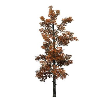 Sonbaharda Sourwood Ağacı - beyaz arka planda izole - 3D Görüntü