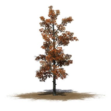 Sonbaharda, beyaz arka planda izole edilmiş bir kumsalda Sourwood ağacı - 3D İllüstrasyon