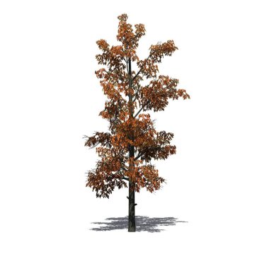 Sonbaharda Sourwood Ağacı 'nın beyaz arka planda izole edilmiş gölgesi yerde.