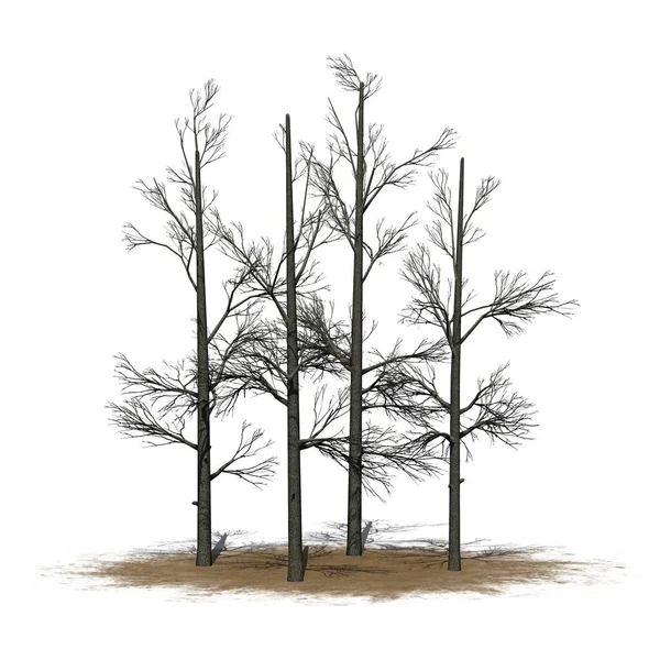 砂の上の冬の木のグループ 白い背景に隔離された 3Dイラスト — ストック写真