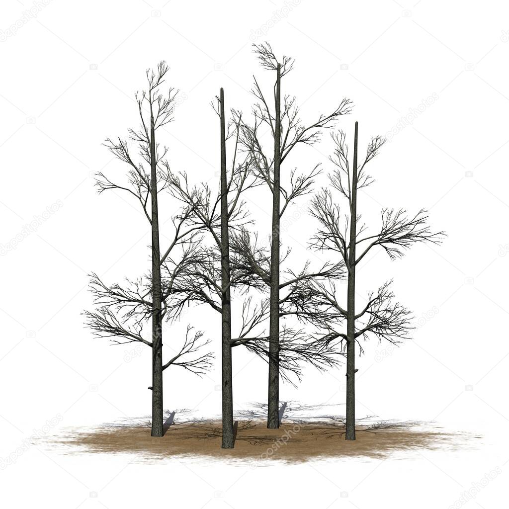a group of Sourwood Trees in winter on sand area - isolated on white background - 3D Illustration