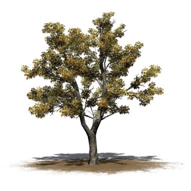 Kum bölgesinde sonbaharda yeşil kül ağacı - beyaz arkaplanda izole - 3D Görüntü