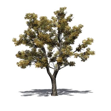 Sonbaharda yeşil kül ağacı, yerde gölgeli - beyaz arka planda izole - 3D İllüstrasyon