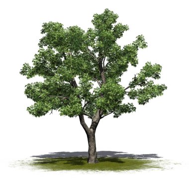Yeşil bölgede yeşil kül ağacı - beyaz arkaplanda izole - 3D Görüntü