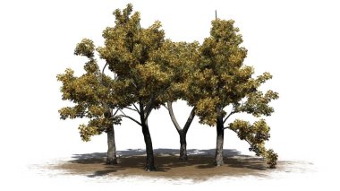 Sonbaharda kumsalda birkaç yeşil kül ağacı ve yerde gölgeler - beyaz arka planda izole - 3D İllüstrasyon