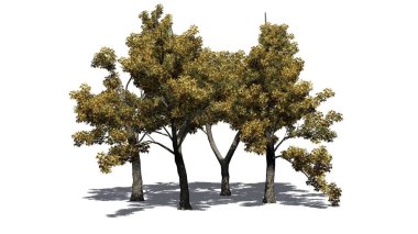 Sonbaharda bazı yeşil kül ağaçları, yerde gölgeler, beyaz arka planda izole edilmiş - 3D İllüstrasyon