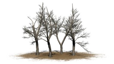 Kışın kum bölgesinde, beyaz arka planda izole edilmiş gölgeli birkaç yeşil kül ağacı - 3D Görüntü