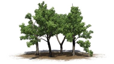 Kum bölgesinde birkaç yeşil kül ağacı ve yerde gölgeler var. Beyaz arka planda izole edilmiş. 3D Görüntü