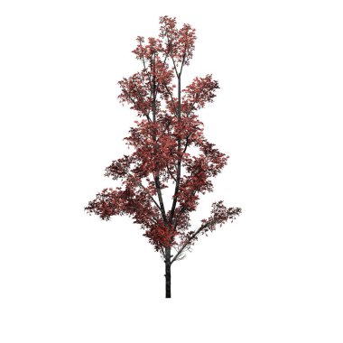 Sonbaharda Dağ Akçaağaç - beyaz zemin üzerinde izole - 3D Görüntü