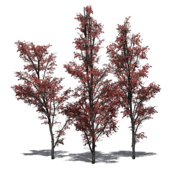 Sonbaharda birkaç dağ akçaağacı ve yerde gölgeler - beyaz arka planda izole - 3D İllüstrasyon