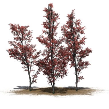 Sonbaharda birkaç dağ akçaağacı kumların üzerinde, yerde gölgeler var - beyaz arka planda izole edilmiş - 3 boyutlu illüstrasyon