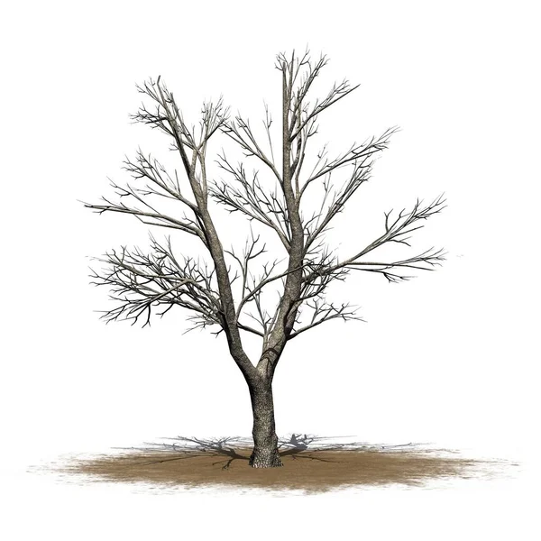 冬季沙地绿灰树 地面阴影 白色背景隔离 3D说明 — 图库照片