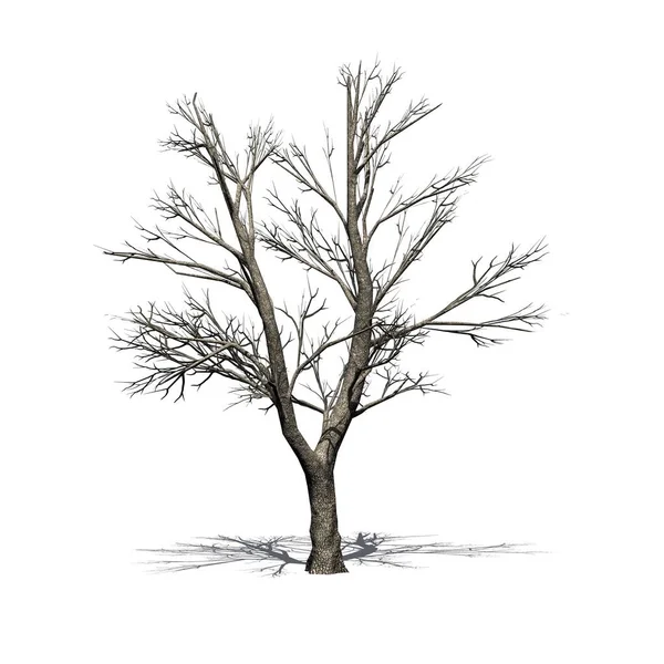 Groene Asboom Winter Met Schaduw Vloer Geïsoleerd Witte Achtergrond Illustratie — Stockfoto