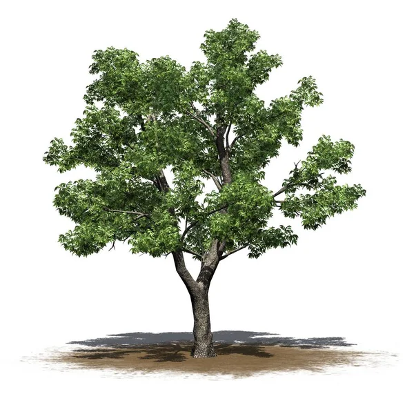 Green Ash Tree Sand Area Isolated White Background Illustration — Stock Photo, Image