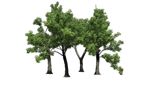 Diversi Alberi Frassino Verde Isolato Sfondo Bianco Illustrazione — Foto Stock