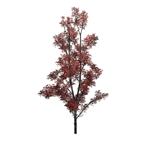 秋天的枫树 白色背景隔离 3D说明 — 图库照片