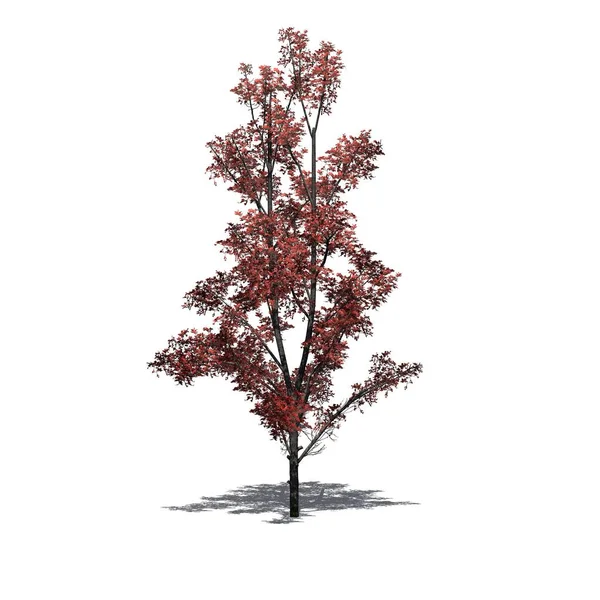 秋天的枫树 地面上有阴影 白色背景隔离 3D说明 — 图库照片