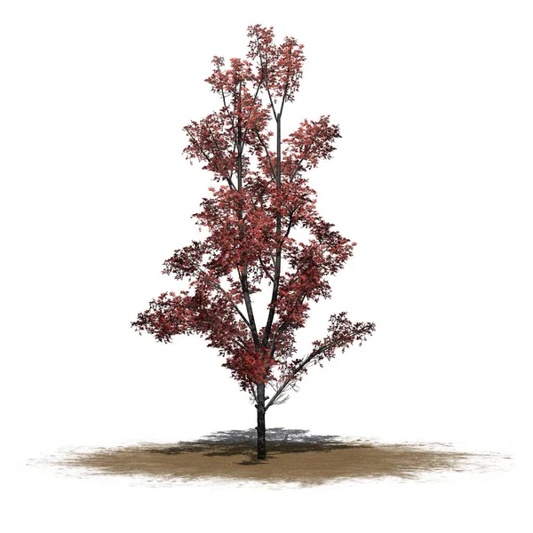 秋天在沙地上的枫树 白色背景隔离 3D说明 — 图库照片