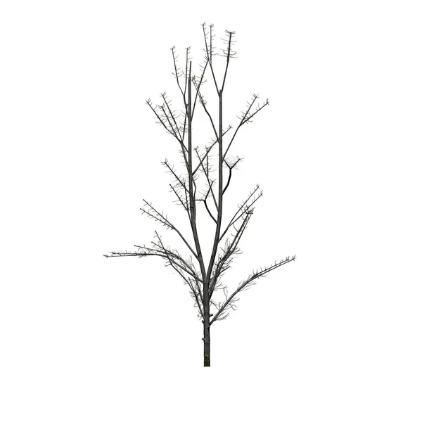 Árvore Bordo Montanha Inverno Isolado Fundo Branco Ilustração — Fotografia de Stock