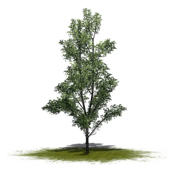 Berg Ahorn Baum Auf Grünfläche Isoliert Auf Weißem Hintergrund Illustration — Stockfoto