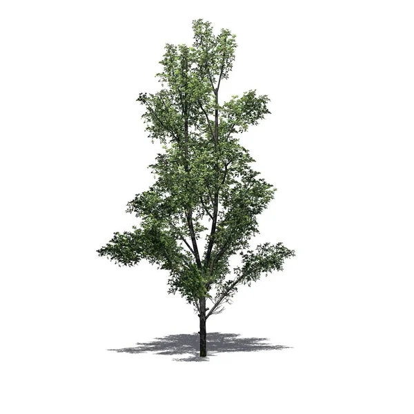 地面阴影下的枫树 白色背景隔离 3D画图 — 图库照片