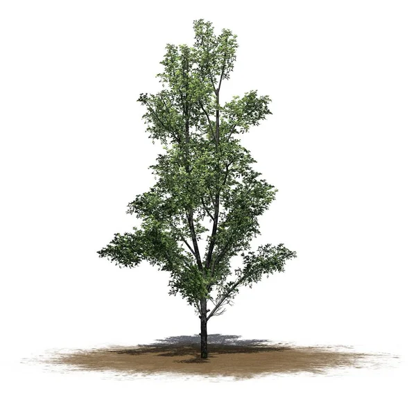 Berg Ahorn Baum Auf Sandfläche Isoliert Auf Weißem Hintergrund Illustration — Stockfoto