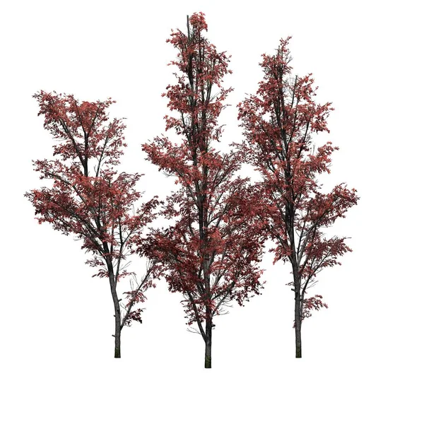 秋天的几棵山枫树 白色背景隔离 3D说明 — 图库照片