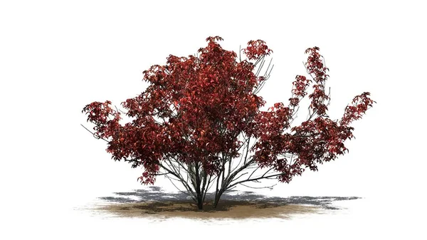 가을에 지대에 바닥에 그림자가 드리워져 그림에 고립되어 — 스톡 사진