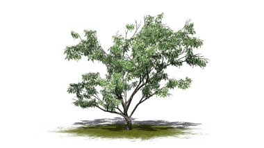 Yeşil zeminde çiçekli ve gölgeli dikenli ağaç - beyaz arka planda izole - üç boyutlu illüstrasyon