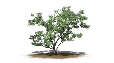 Kum bölgesinin zemininde çiçekli ve gölgeli dikenli kanca ağacı - beyaz arkaplanda izole edilmiş - üç boyutlu illüstrasyon